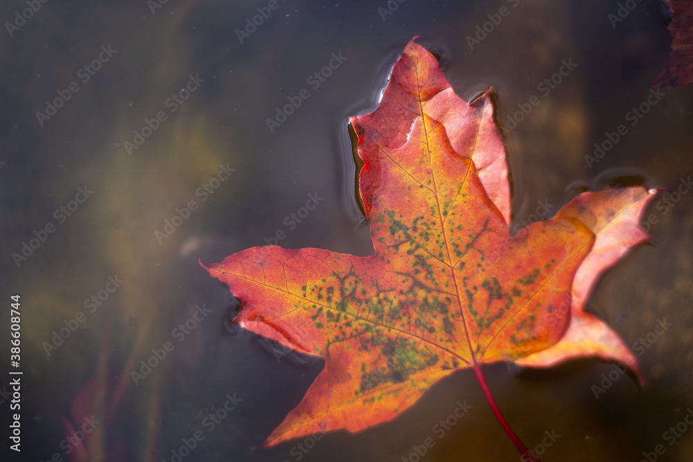 Autumn garden pond with floating red maple leaf. Calm countryside life concept. Copy space Autumn garden pond with floating red maple leaf. Calm countryside life concept. Copy space