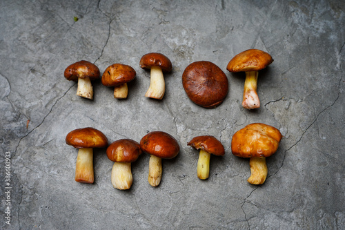two rows of forest mushrooms, five in a row on a gray background 
