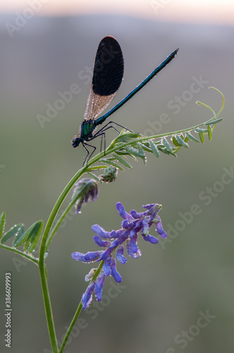 Beautiful damselfly Calopteryx splendens on the flower of morning dew in the summer preparing to meet a new day