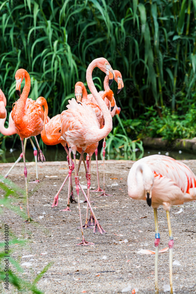 Orange pink flamingos living in captivity Orange pink flamingos living in captivity