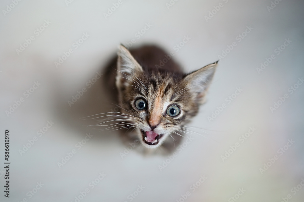 Hungry small kitten with looking and waiting for food  