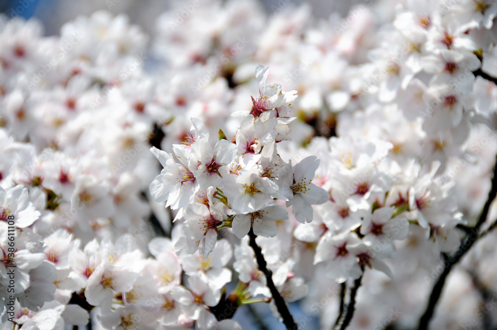 桜の花 桜の花