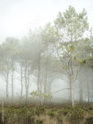 misty morning in the forest