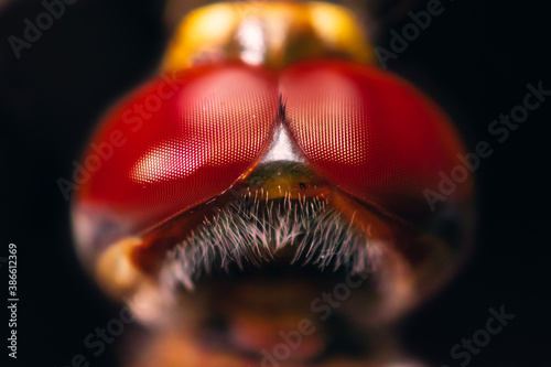 Macro Close-Up of a Dragonfly perched on a plant