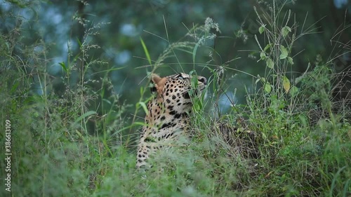 wild male indian leopard or panther in action taking yawn in natural green background and blue sky during dusk at jhalana forest or leopard reserve jaipur rajasthan india - panthera pardus fusca photo