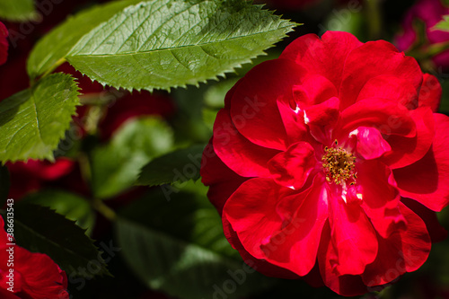 Picture of a bush of red roses blooming in the garden on the sun lights