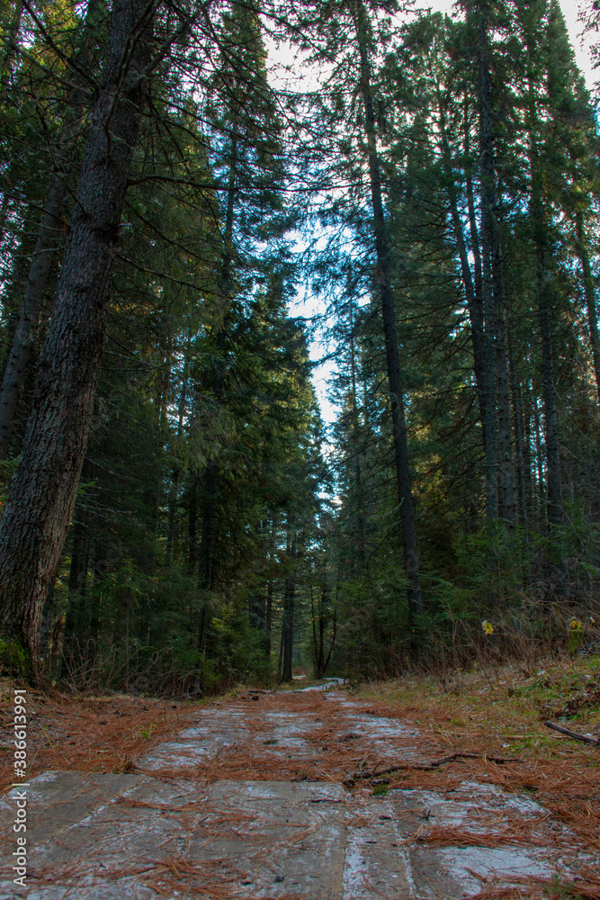 The path leads through a frozen autumn forest. A gloomy and frozen autumn forest surrounded the path. The path leads through a frozen autumn forest. A gloomy and frozen autumn forest surrounded the path.
