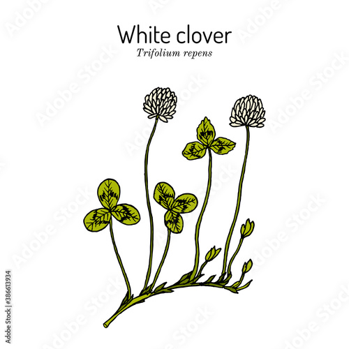 White clover Trifolium repens , forage and medicinal plant