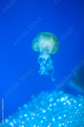 jelly fish in aquarium © Natalia Terenteva