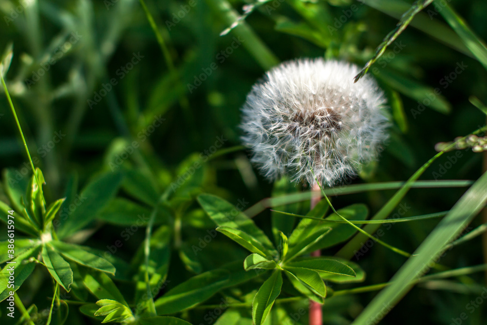 white dandalion in the green grass white dandalion in the green grass