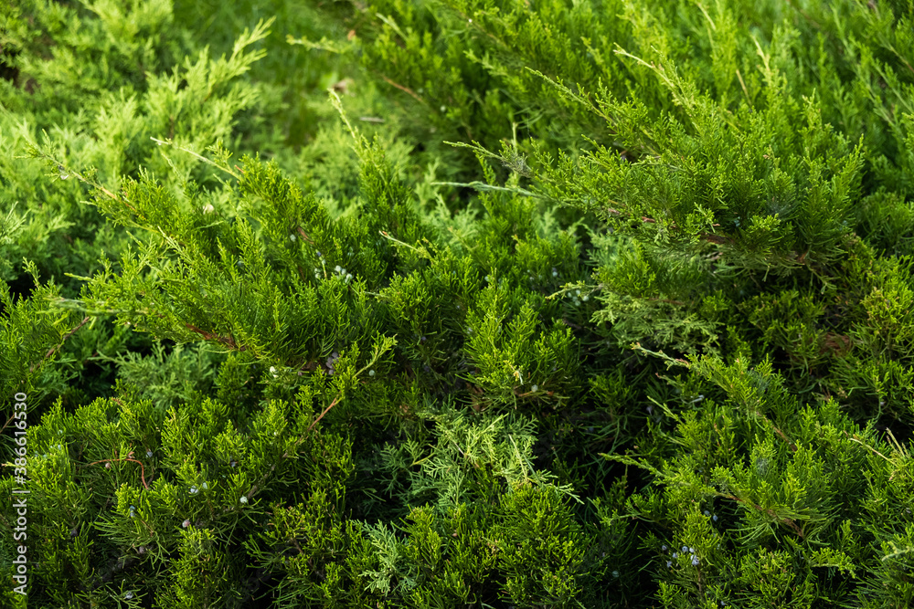 Fototapeta premium background of greenery and leaves close-up on a sunny day