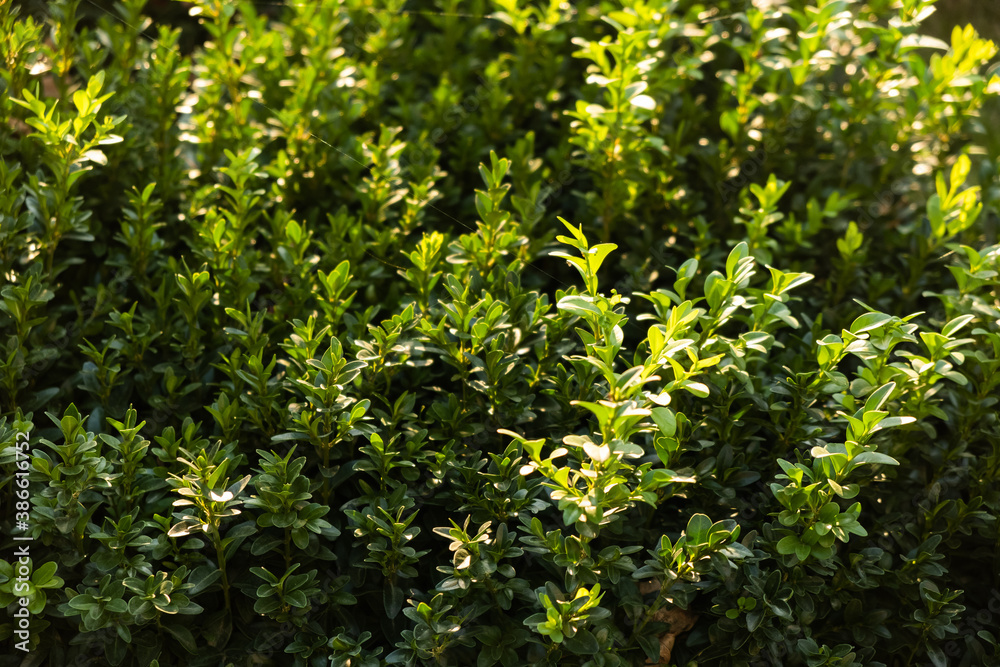 background of greenery and leaves close-up on a sunny day