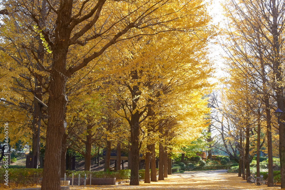 Fototapeta premium 黄色く色づいたｲﾁｮｳ並木の公園