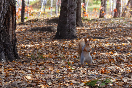 Cute squirrel with fluffy tail standing among dry fallen leaves and trees in autumn sunny day at forest