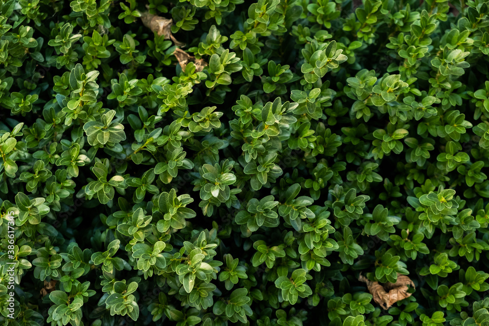 background of greenery and leaves close-up on a sunny day background of greenery and leaves close-up on a sunny day