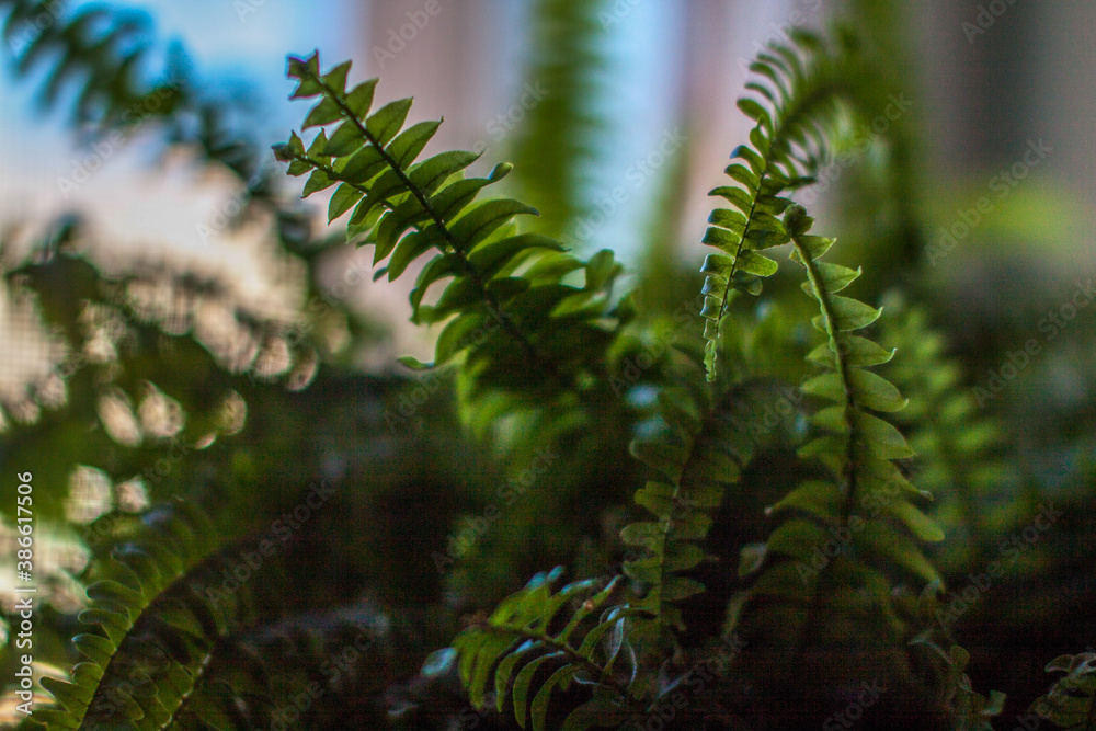 green fern close up background