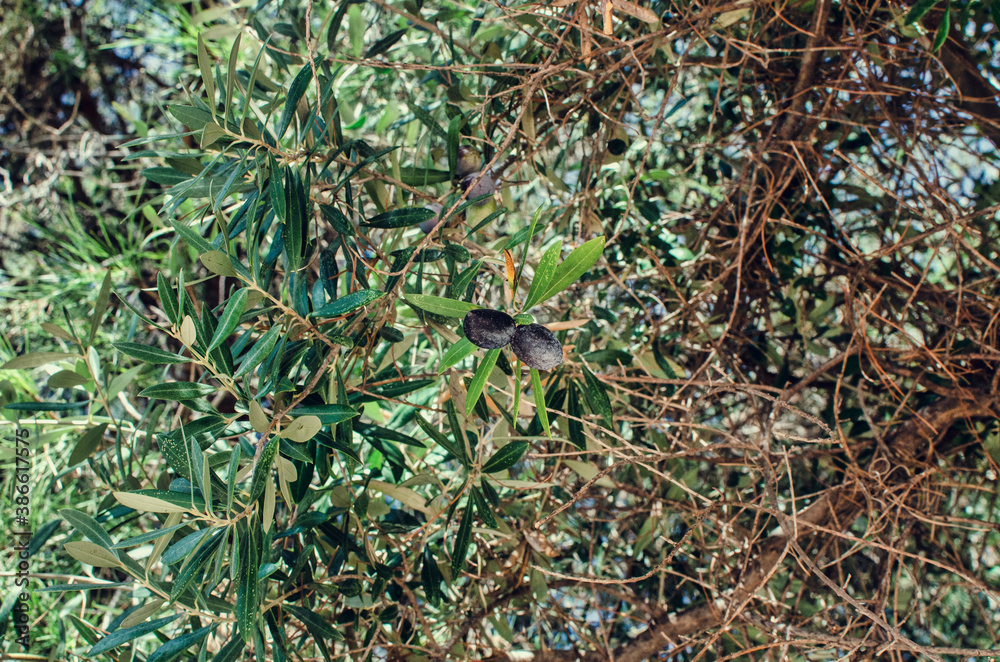 Selective focus on two black olives on a tree branch. Selective focus on two black olives on a tree branch.
