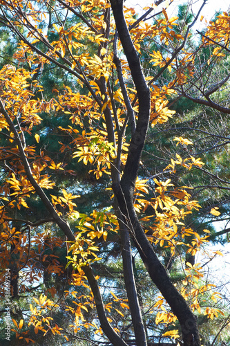 針葉樹の前で黄色く色づいた栗の木