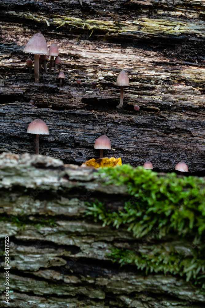 Close up, low depth of field image of wet wood texture Close up, low depth of field image of wet wood texture