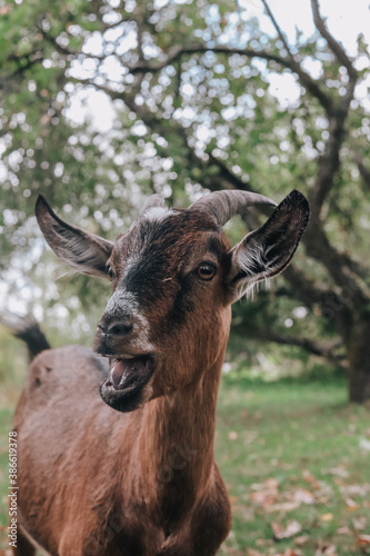 Red-brown goat on a background of greenery. Country life outside the city, farm animals. © Tatiana Dragunova