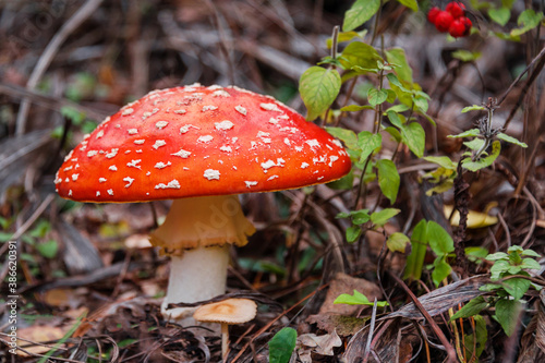 Red fly agaric mushroom or toadstool growing in the forest. Amanita muscaria, toxic mushroom. Poisonous mushroom famous for its brightly red coloured cap. Natural forest background.