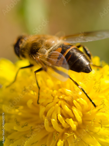 bee on yellow flower © Катя Подолянская