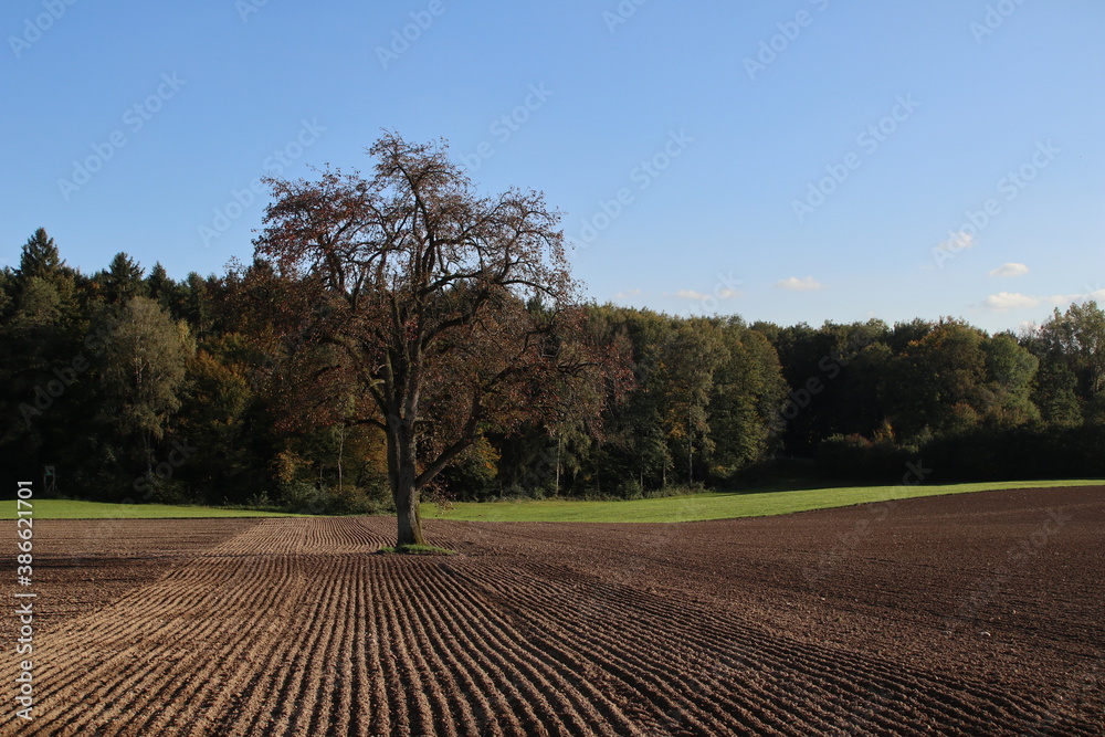 A tree in a agricultural field in Hohenlohe Region, Germany, Europe