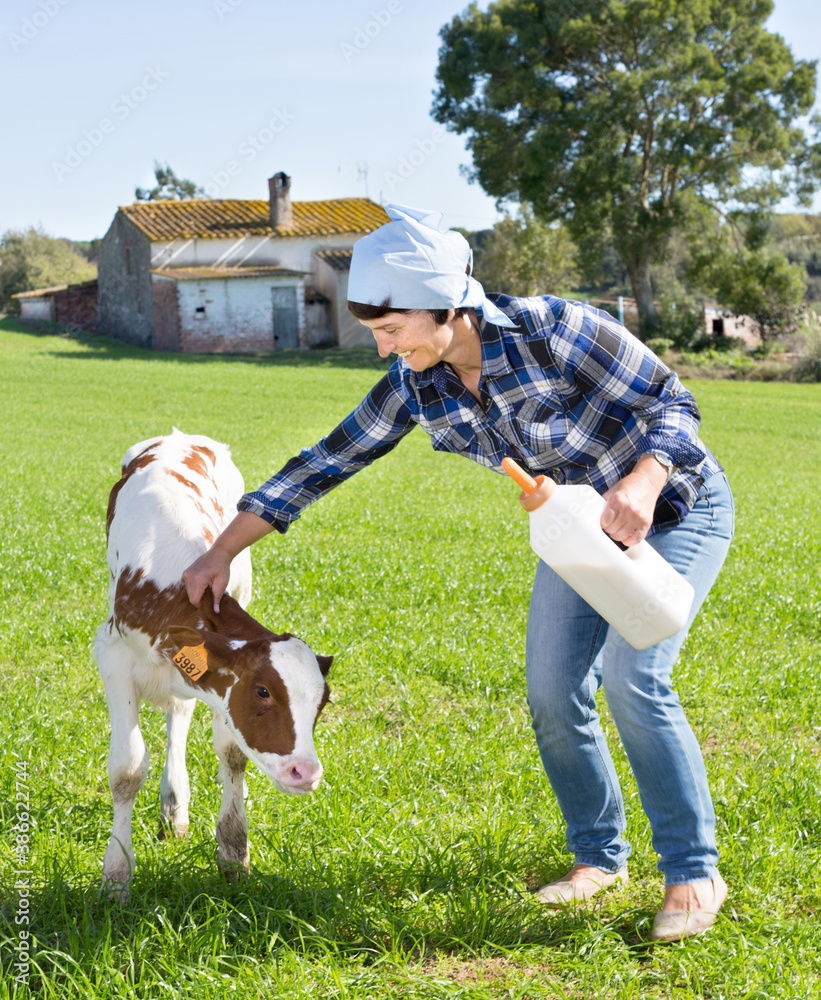 woman feeds two week old calf from bottle with dummy at lawn woman feeds two week old calf from bottle with dummy at lawn