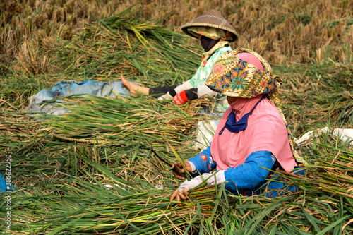 Traditional farmer harvesting rice on rice field. The farmer sitting and sifting rice during the harvesting process
