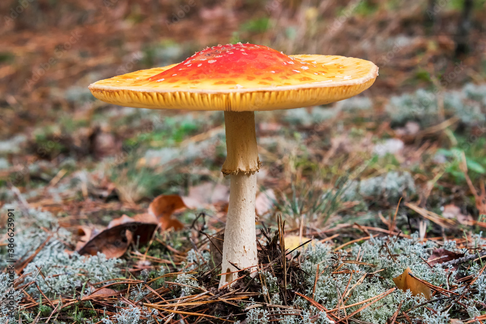 Red fly agaric mushroom or toadstool growing in the forest. Amanita muscaria, toxic mushroom. Poisonous mushroom famous for its brightly red coloured cap. Natural forest background. Red fly agaric mushroom or toadstool growing in the forest. Amanita muscaria, toxic mushroom. Poisonous mushroom famous for its brightly red coloured cap. Natural forest background.