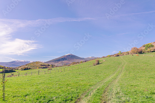 escena rural con vacas y campos de pasto para animales de granja