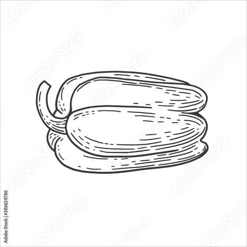 Hand drawn pepper engraved illustration in retro vintage style. Organic vegetables food.