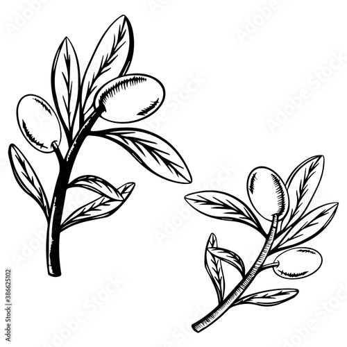 Big olive sketched tree set of two branch with olives, olive branches isolated over white background, vector hand drawn illustration. Symbol or logo for olive oil bottle label or Italian cuisine.
