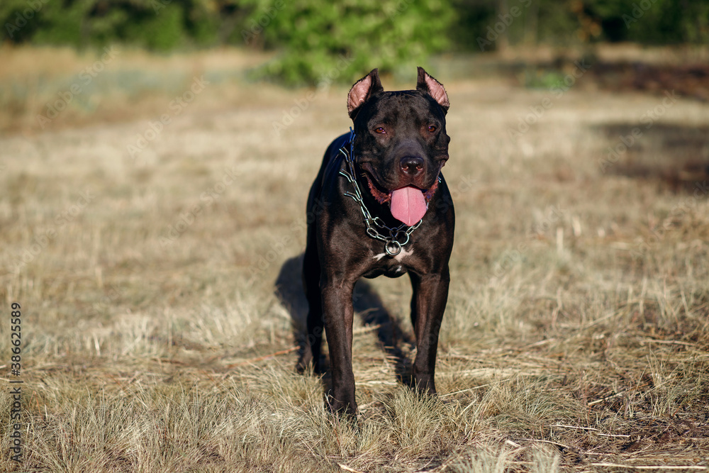 A black pitbull with a chain around his neck calmly looks at the owner. A walk in the park with a strong fighting dog, education of obedience and the ability to protect the owner. Free space for text A black pitbull with a chain around his neck calmly looks at the owner. A walk in the park with a strong fighting dog, education of obedience and the ability to protect the owner. Free space for text