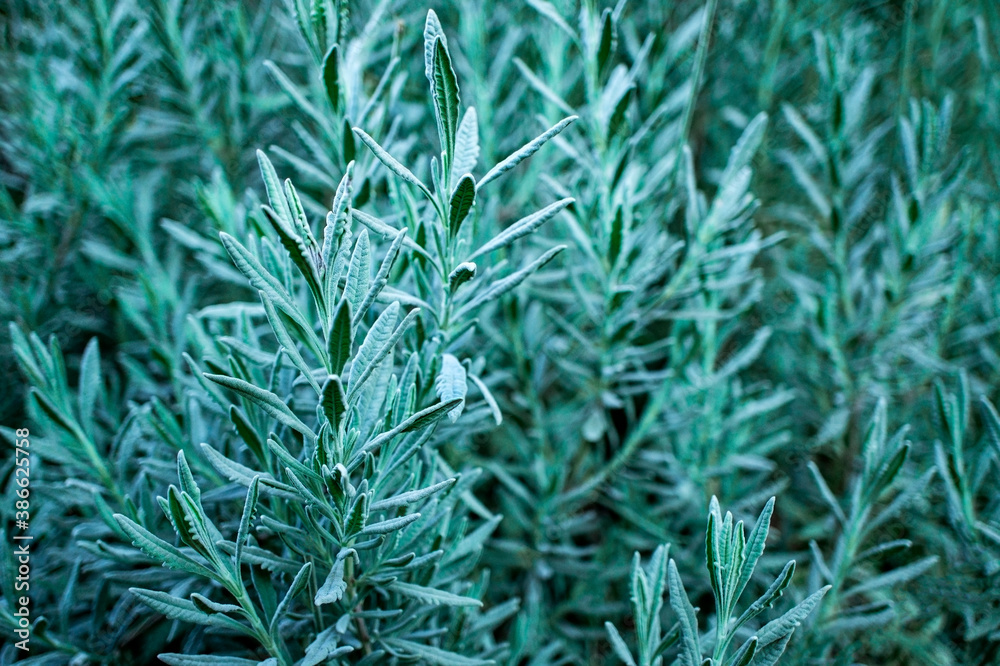 Natural plant green blue background with selective focus and copy space. Wallpaper, greenery