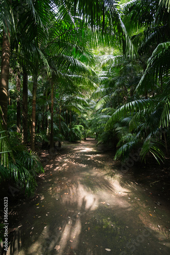 Path to the forest between palm trees