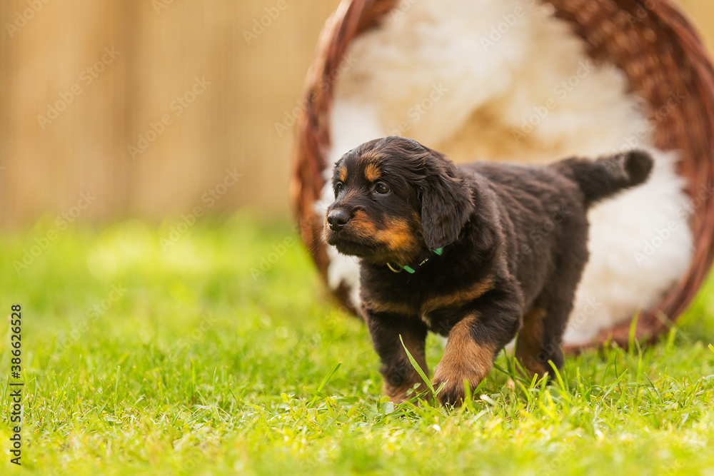 black and gold Hovie, dog hovawart little puppy leaves the overturned basket black and gold Hovie, dog hovawart little puppy leaves the overturned basket