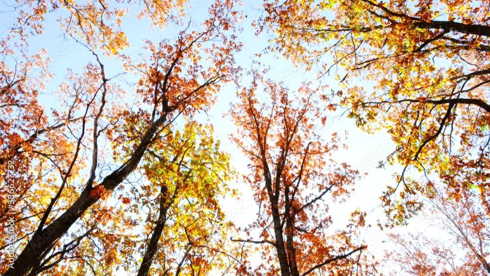 a whole stream of autumn leaves falls from the crowns of trees a whole stream of autumn leaves falls from the crowns of trees
