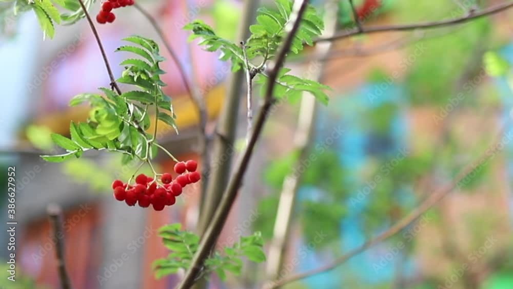 Red Berries Hanging From a Plant With Blurry Buildings as Background Red Berries Hanging From a Plant With Blurry Buildings as Background
