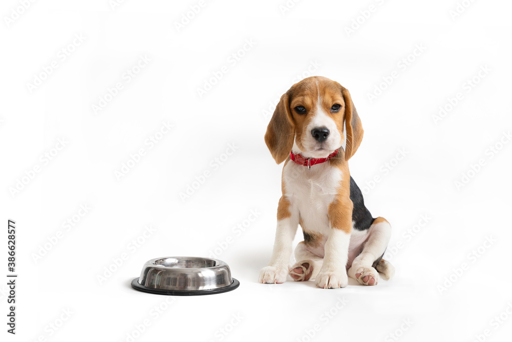 Tricolor puppy in front of an empty bowl