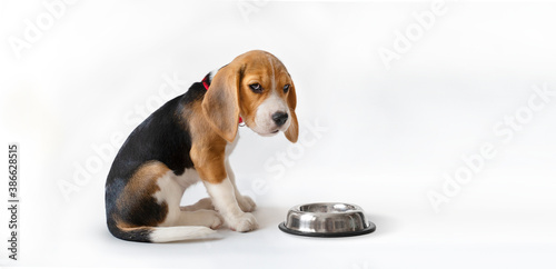 Tricolor puppy in front of an empty bowl
