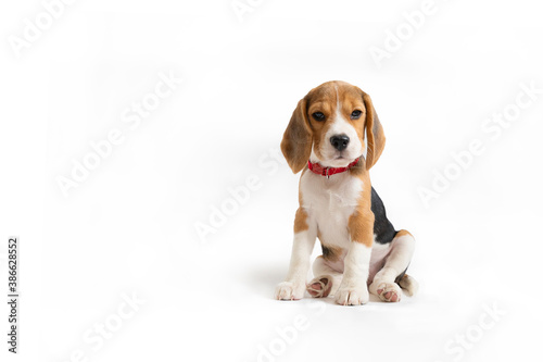 Tricolor puppy in a red collar