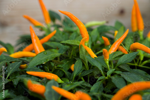 orange pepper on green grass
