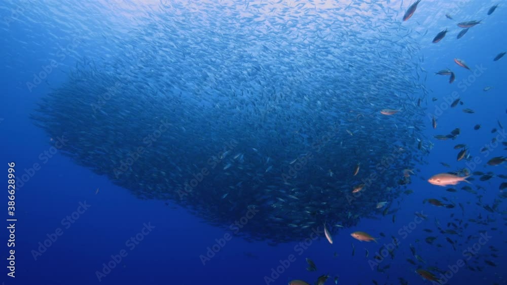Bait ball / school of fish in turquoise water of coral reef in Caribbean Sea / Curacao Bait ball / school of fish in turquoise water of coral reef in Caribbean Sea / Curacao