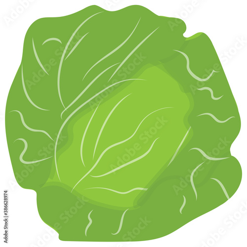 
A green vegetable enriched with calcium depicting cabbage 
