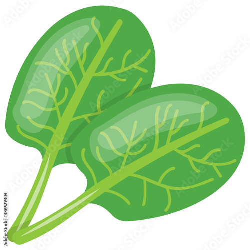 
Fresh green leafy vegetable to cook, enriched with iron called spinach leaves 
