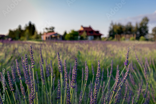 Lavender field. © Aleksander