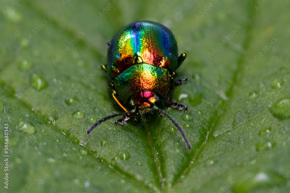 Leaf beetle (Chrysolina fastuosa) sitting on a green leaf. Cute small colorful bug in its habitat. Insect portrait with soft green background. Wildlife scene from nature. Czech Republic Leaf beetle (Chrysolina fastuosa) sitting on a green leaf. Cute small colorful bug in its habitat. Insect portrait with soft green background. Wildlife scene from nature. Czech Republic
