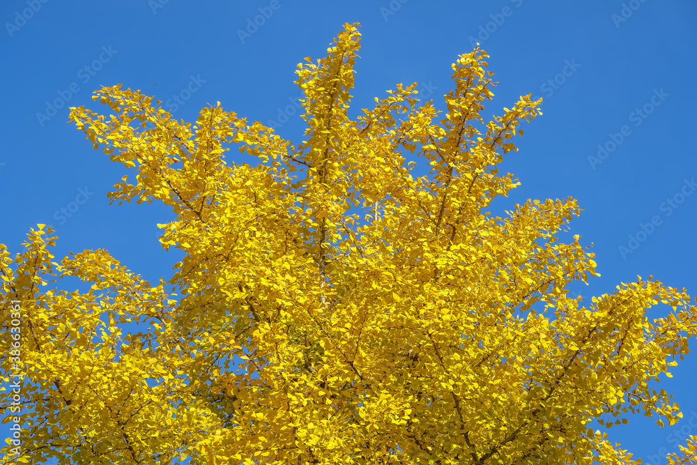 Ginkgo autumn foliage also known as the maidenhair tree in geneva, Switzerland