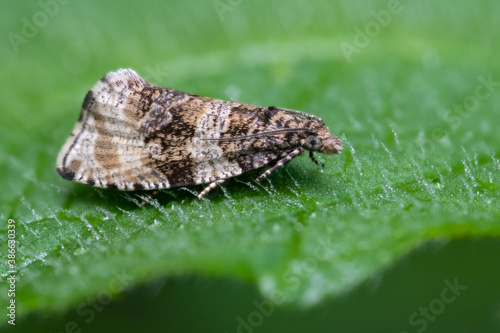 Moth (Syricoris lacunana) sitting on a green leaf. Cute small colorful moth in its habitat. Insect portrait with soft green background. Wildlife scene from nature. Czech Republic